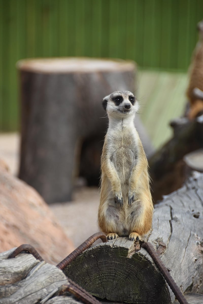 Future Technology Preview